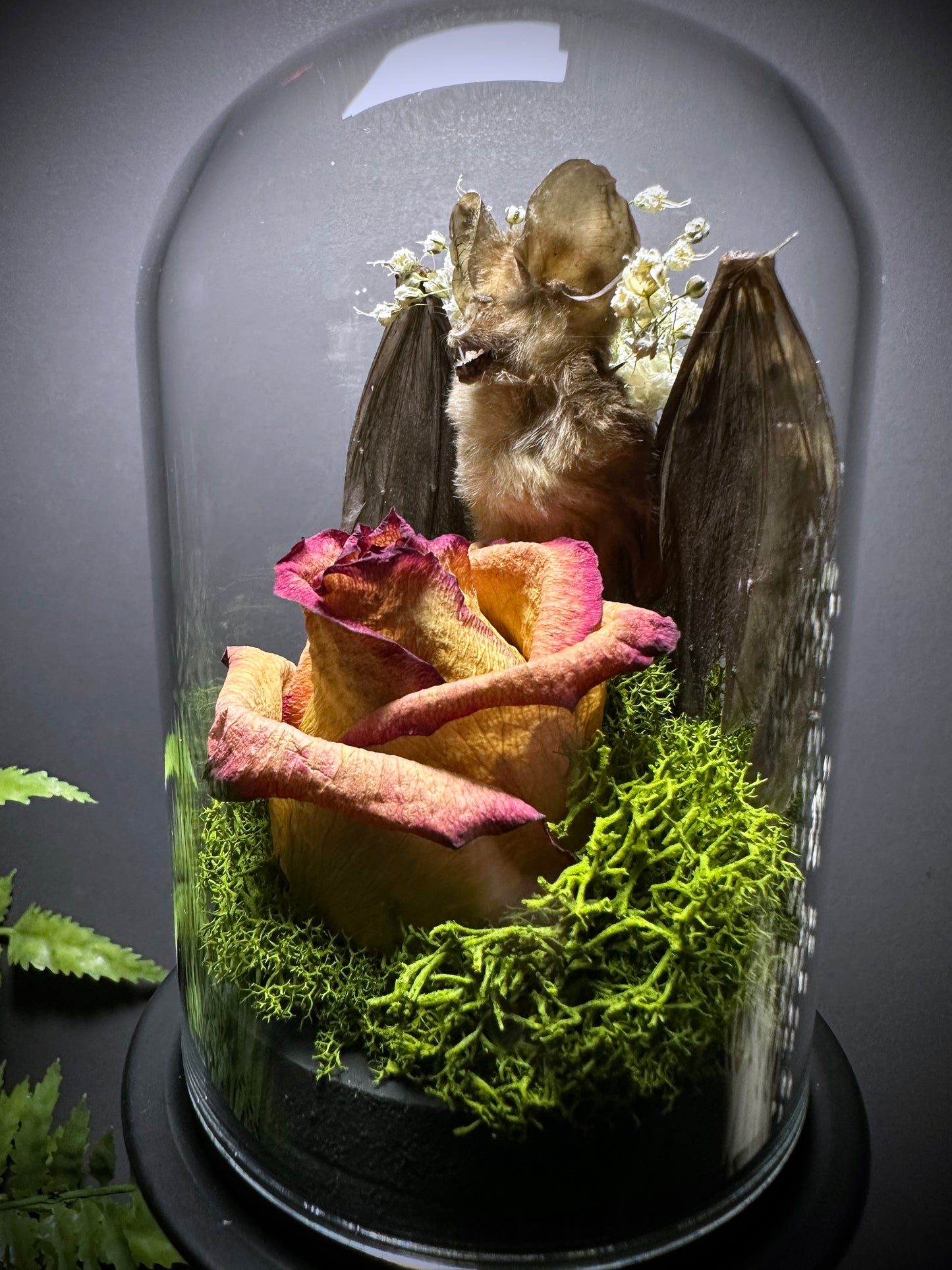 Large Taxidermy Bat & Rose Pedestal Dome Display