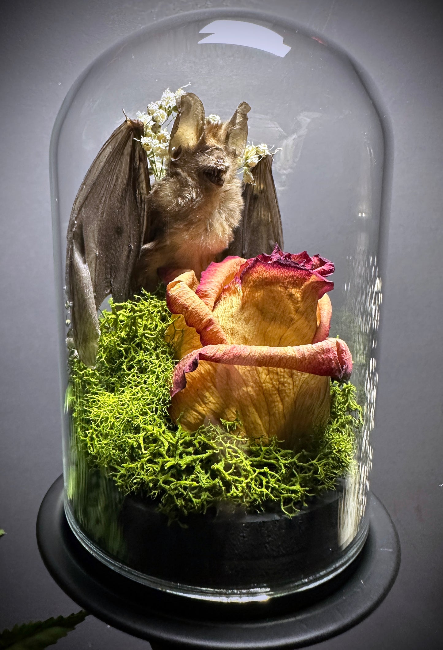 Large Taxidermy Bat & Rose Pedestal Dome Display