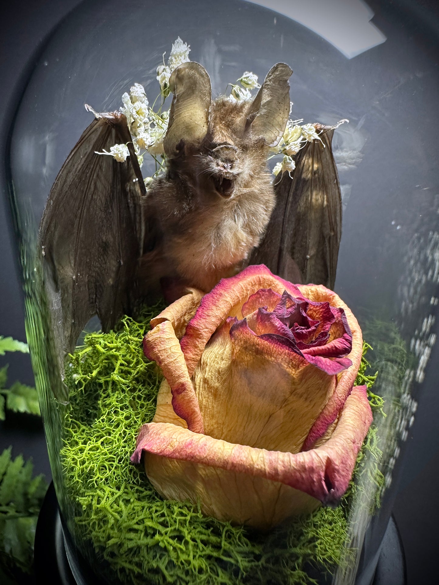 Large Taxidermy Bat & Rose Pedestal Dome Display