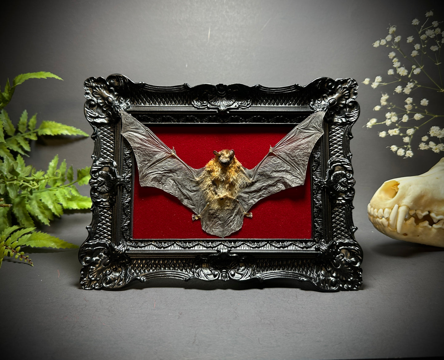 6x8 Taxidermy Bat frame with Red Backing