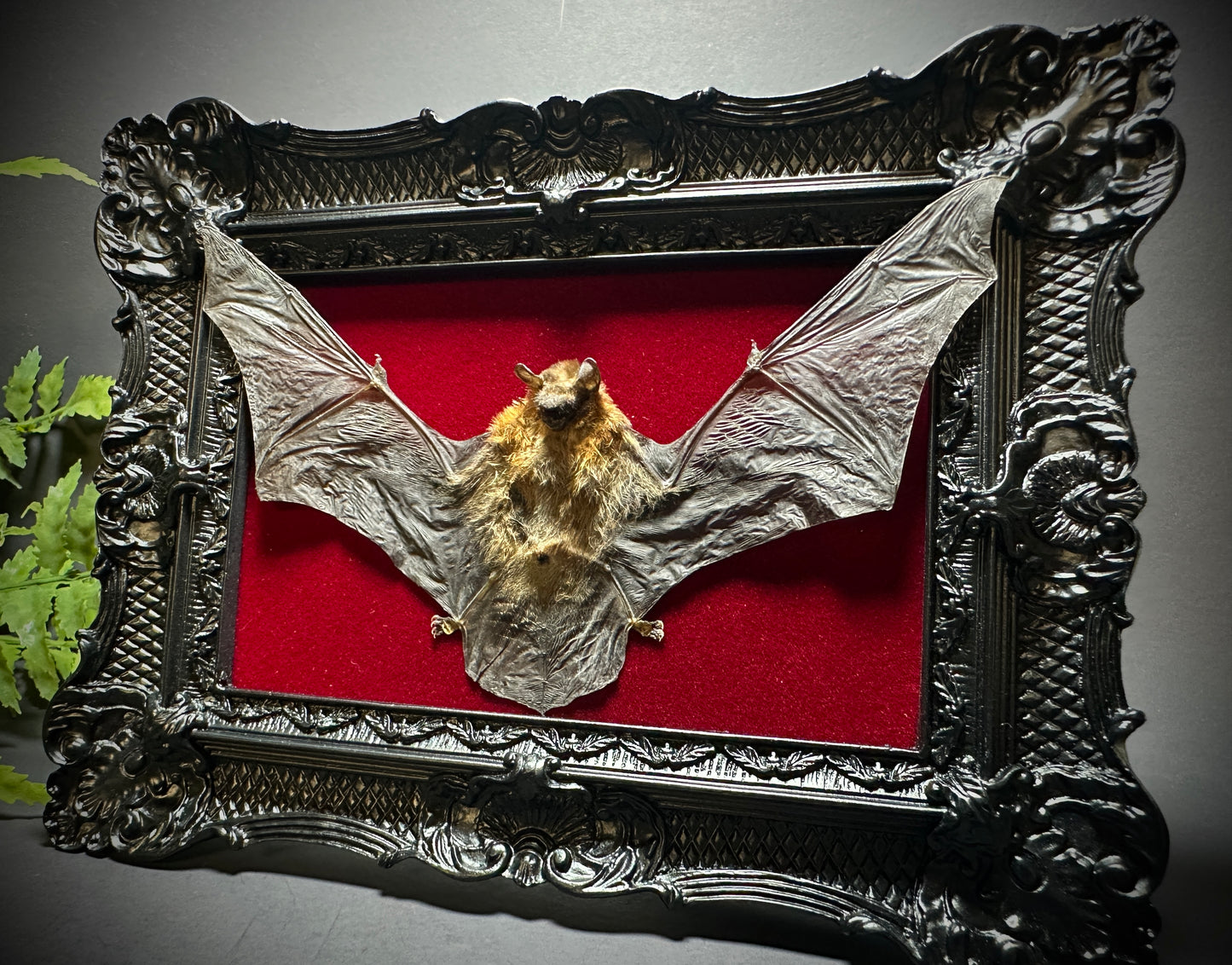6x8 Taxidermy Bat frame with Red Backing