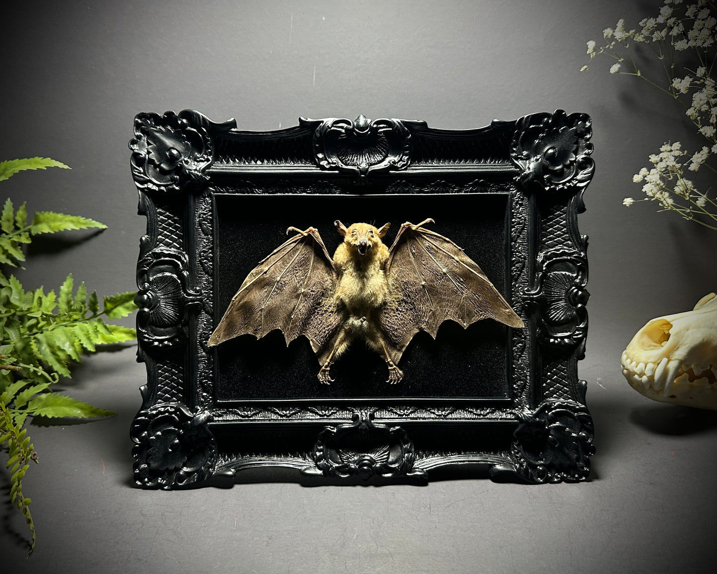 8x10 Taxidermy Bat frame with Black Backing