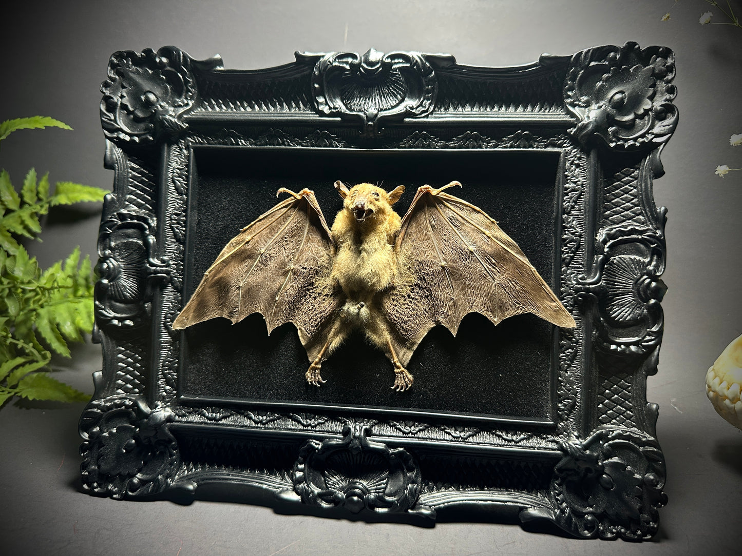 8x10 Taxidermy Bat frame with Black Backing