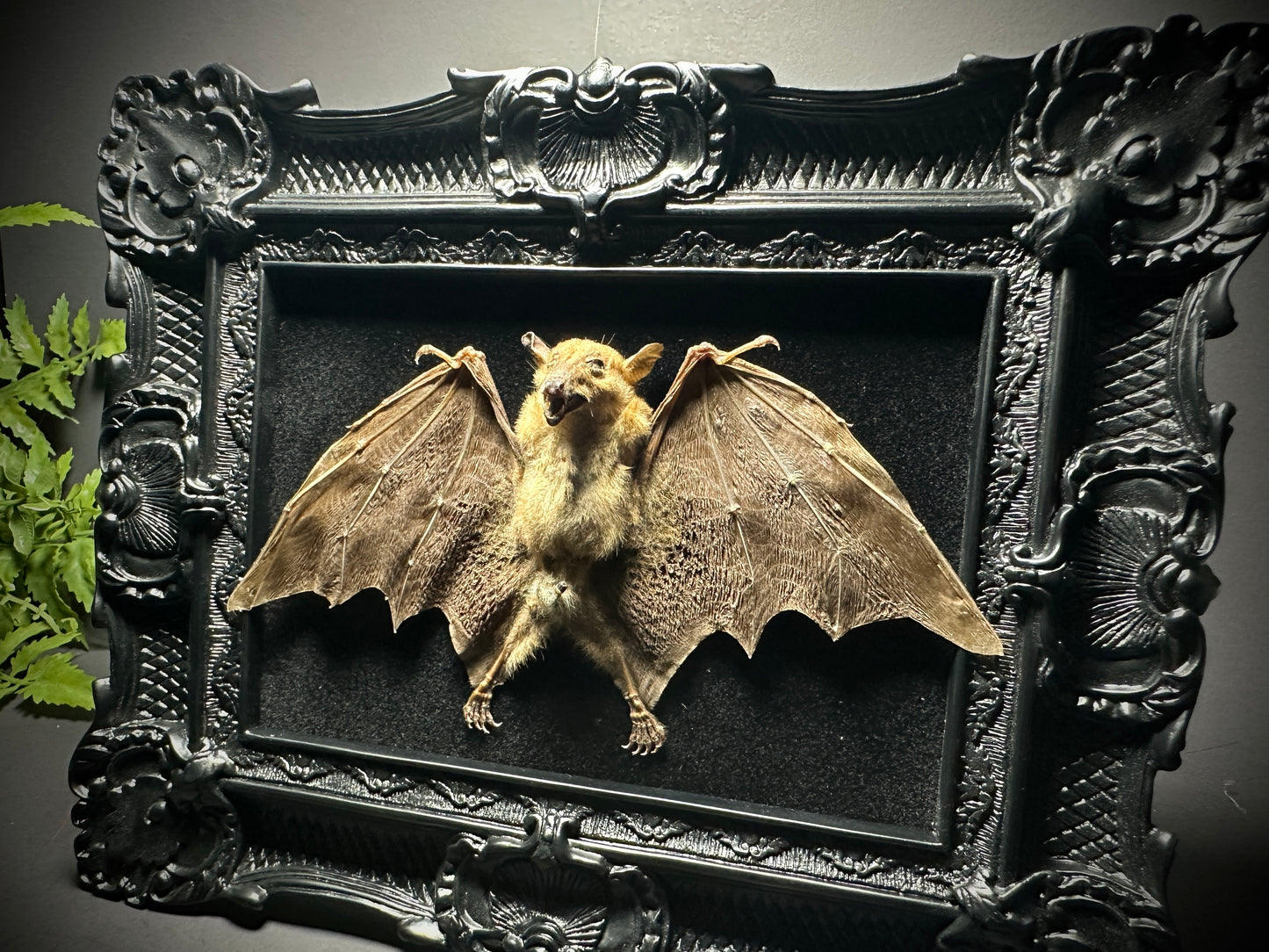 8x10 Taxidermy Bat frame with Black Backing