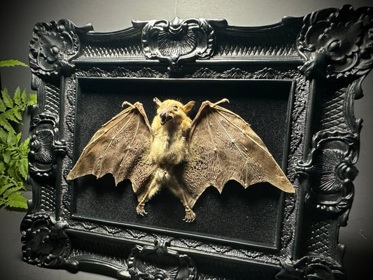 8x10 Taxidermy Bat frame with Black Backing