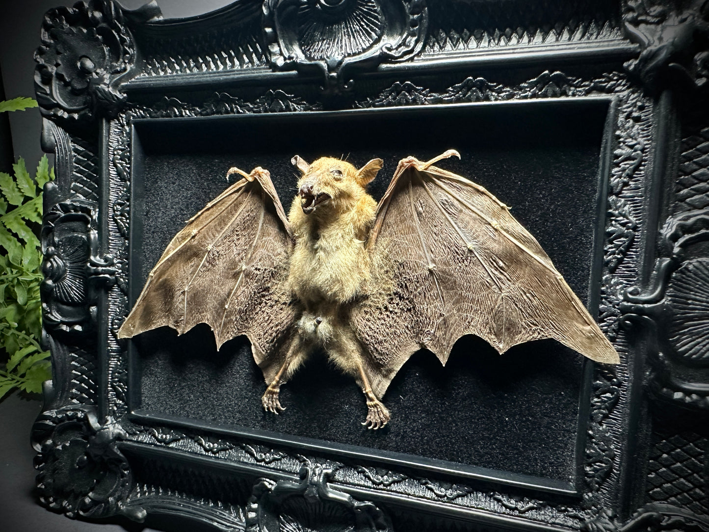 8x10 Taxidermy Bat frame with Black Backing