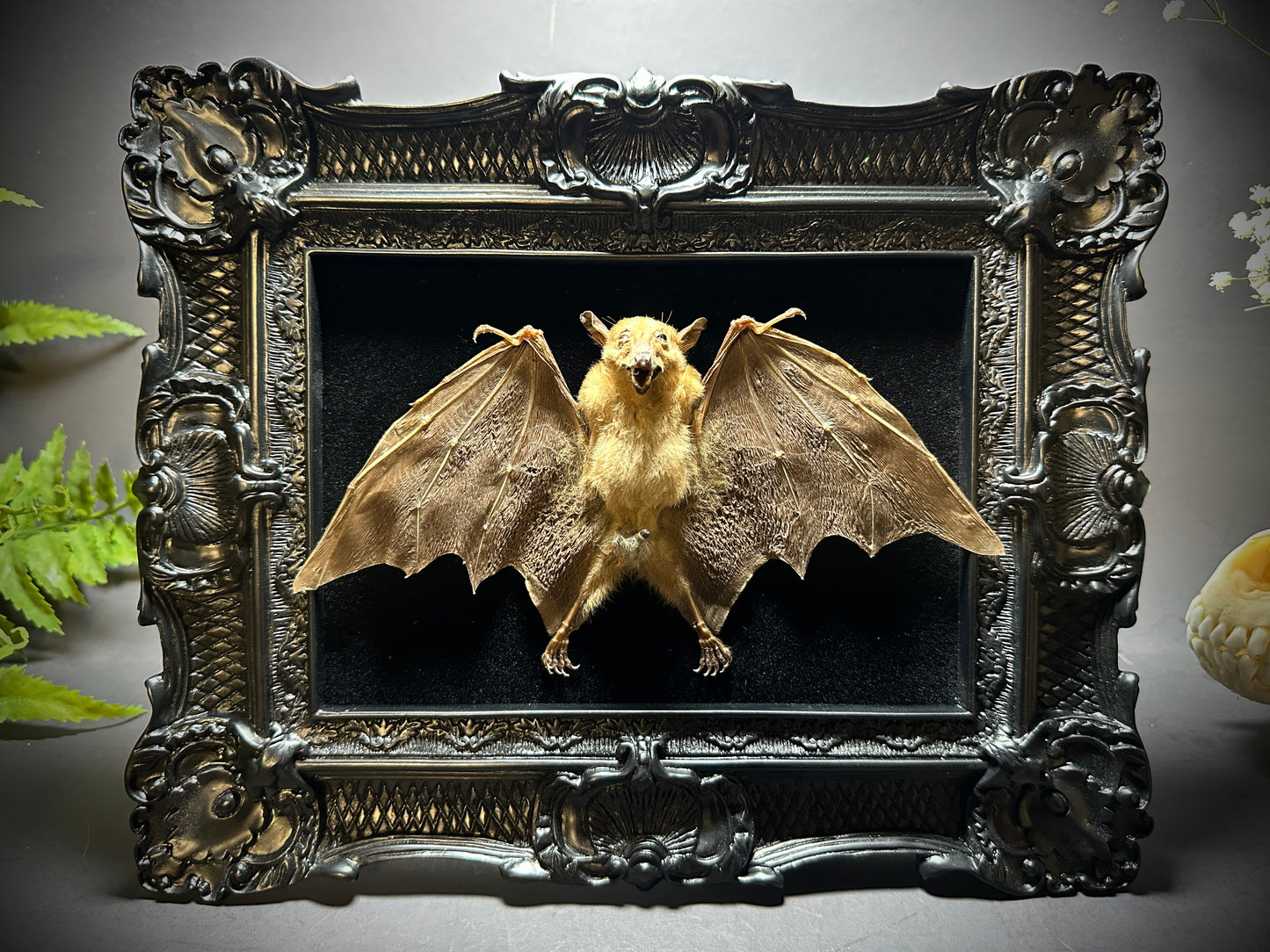8x10 Taxidermy Bat frame with Black Backing