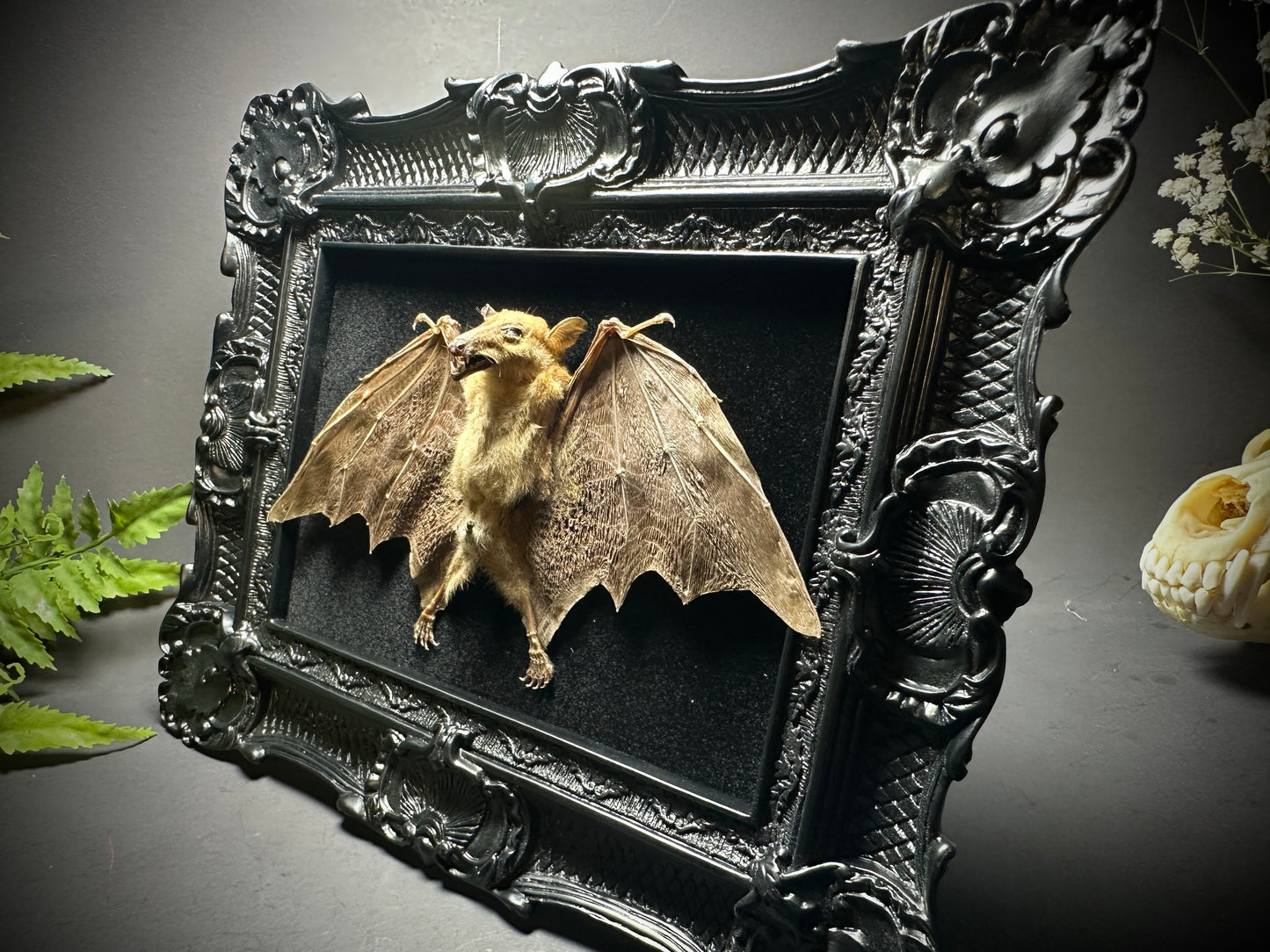 8x10 Taxidermy Bat frame with Black Backing