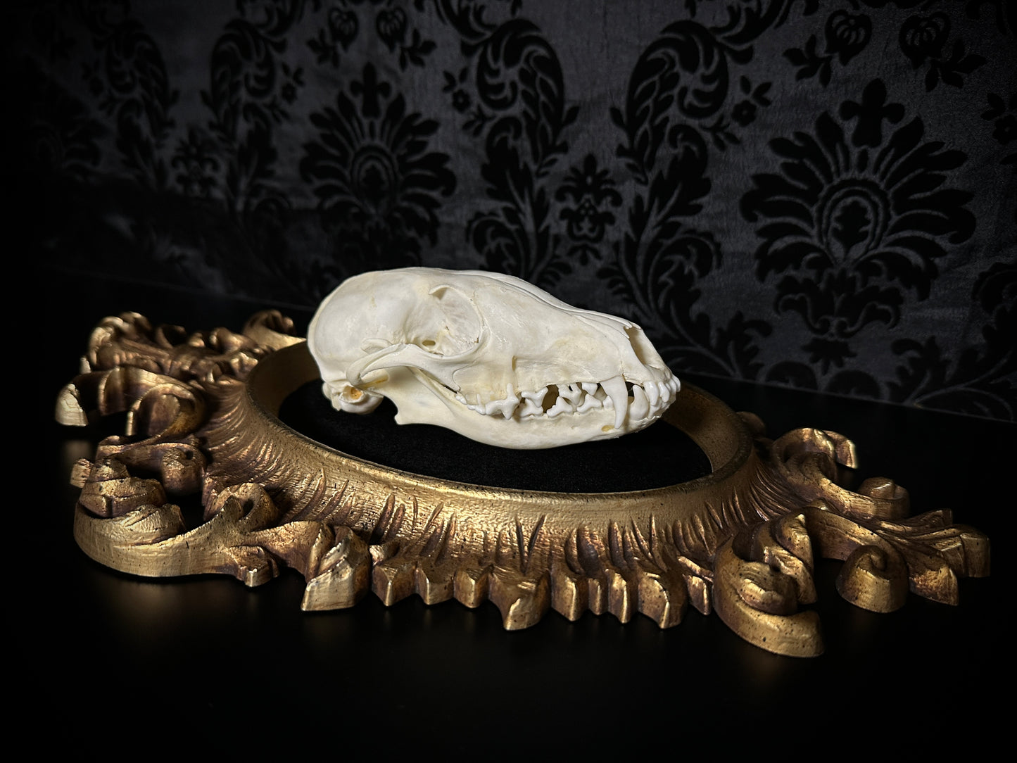 Large Taxidermy Fox Skull Plaque