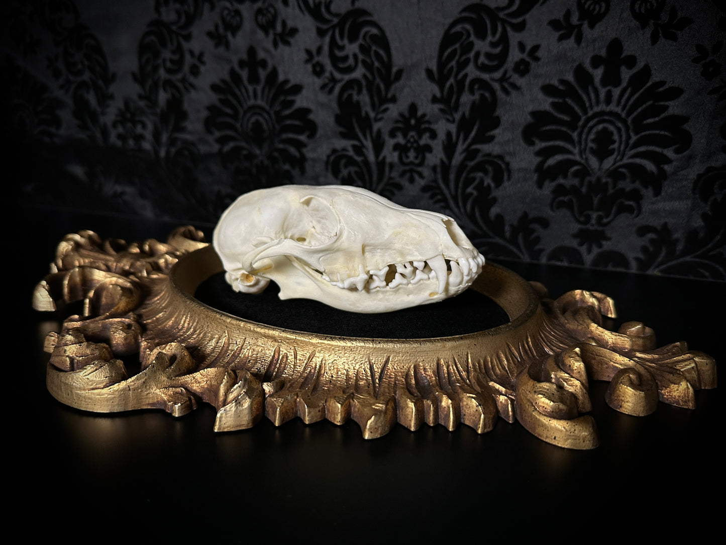 Large Taxidermy Fox Skull Plaque