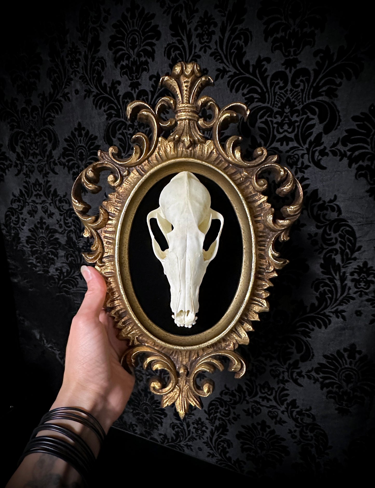 Large Taxidermy Fox Skull Plaque