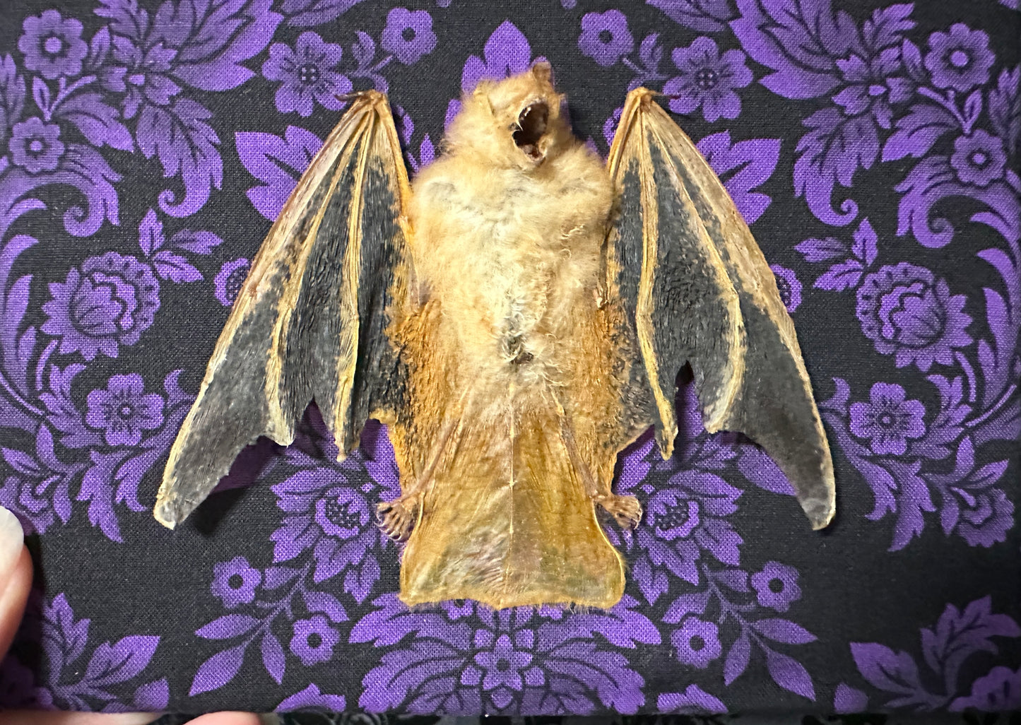 LAST ONE - (DISCONTINUED) Taxidermy Bat Shadowbox with Painted Bat on Purple Damask Backing