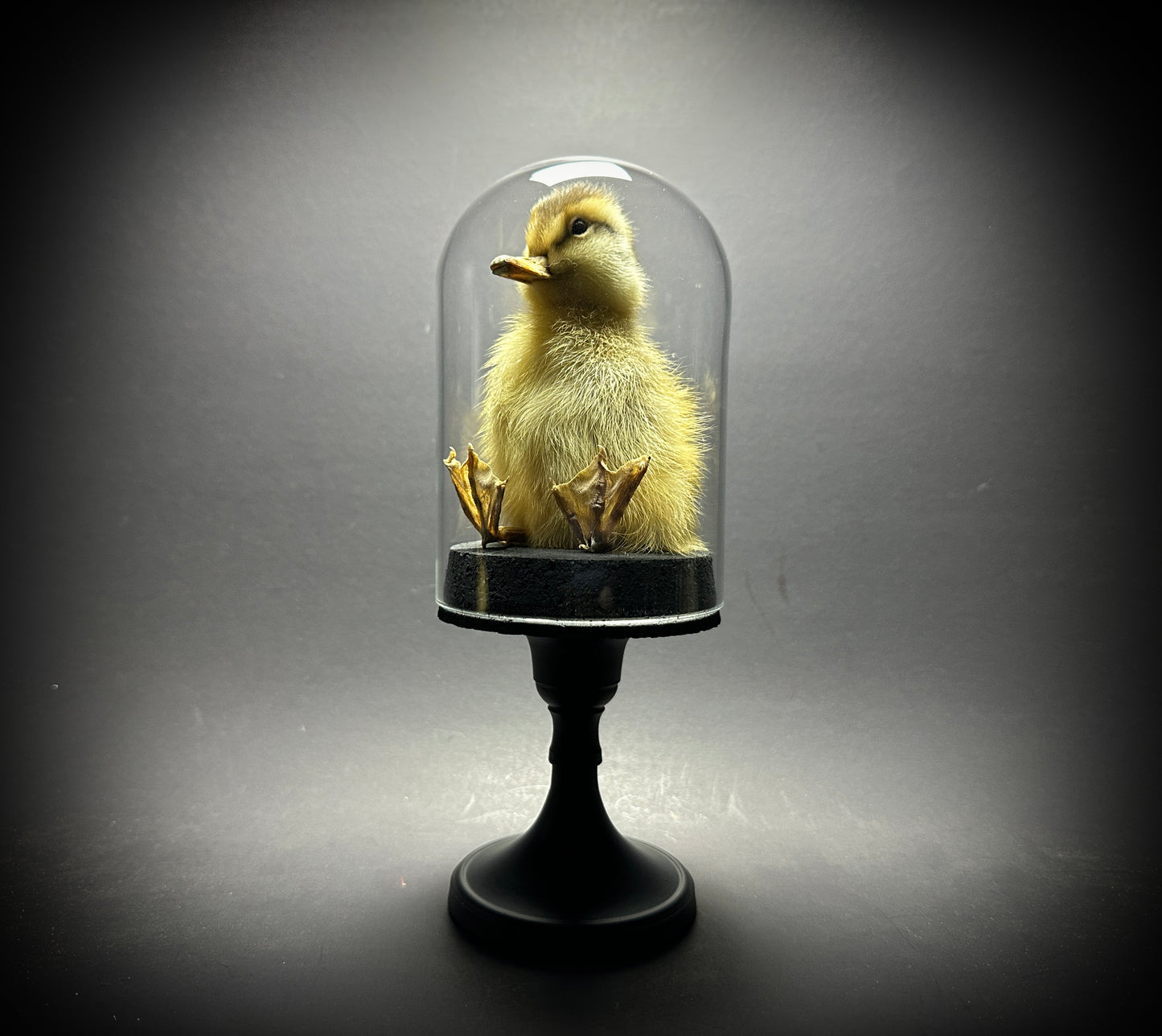 Taxidermy Baby Duckling Pedestal Dome Display