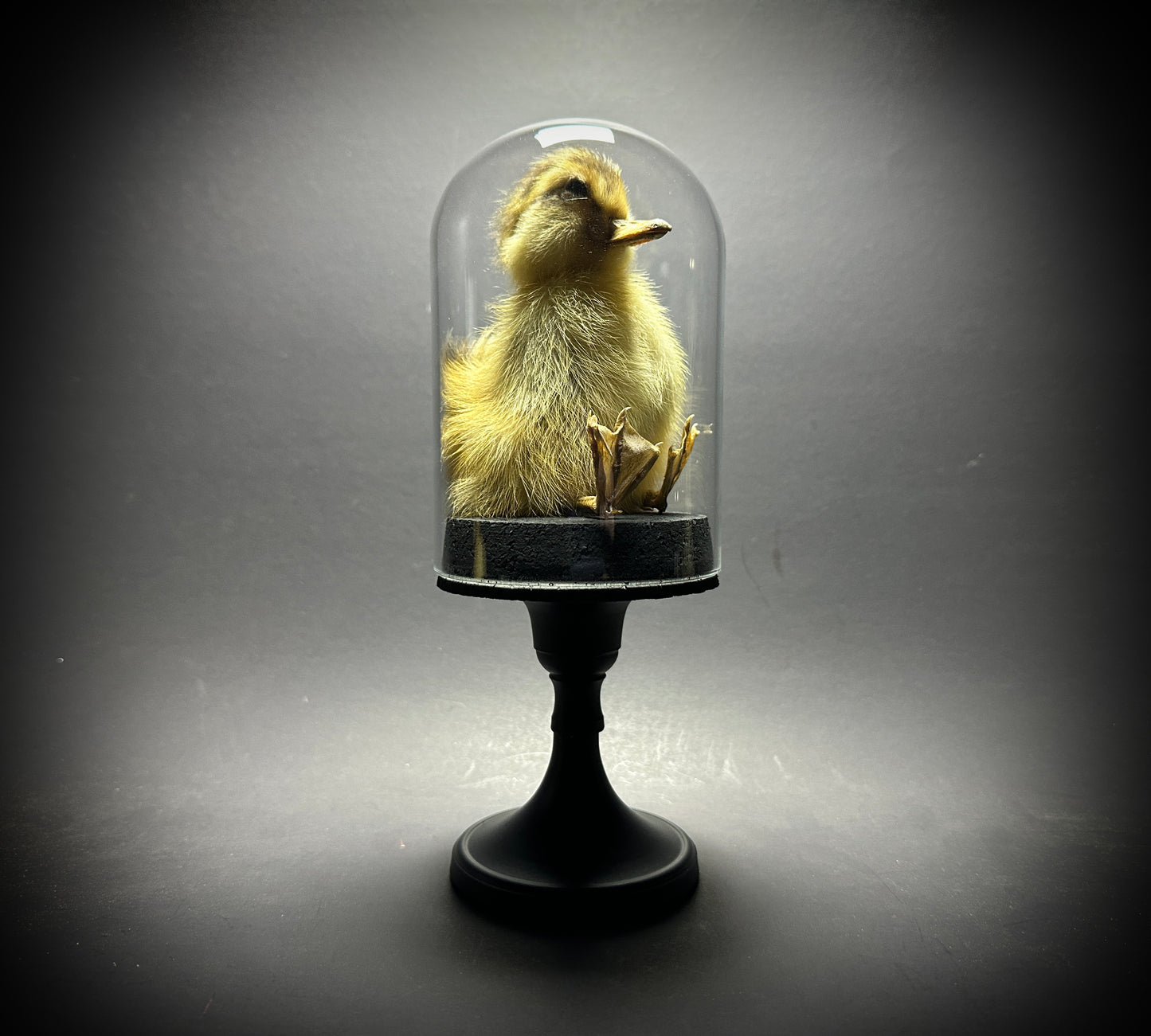 Taxidermy Baby Duckling Pedestal Dome Display