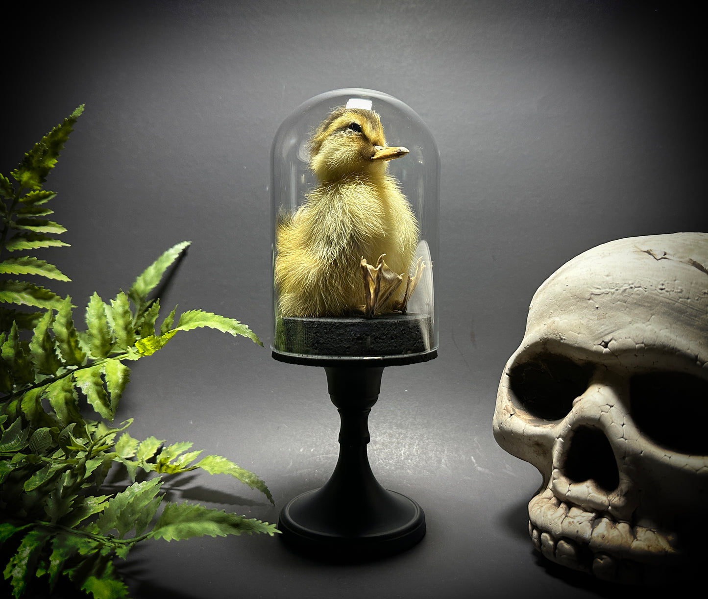 Taxidermy Baby Duckling Pedestal Dome Display