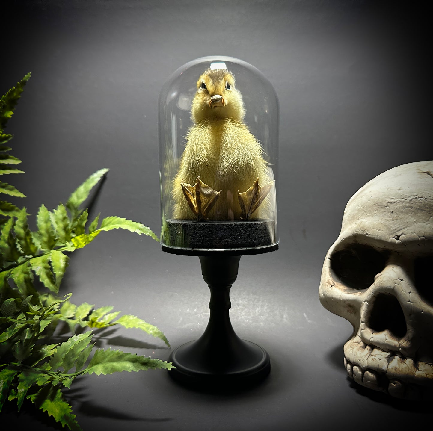 Taxidermy Baby Duckling Pedestal Dome Display