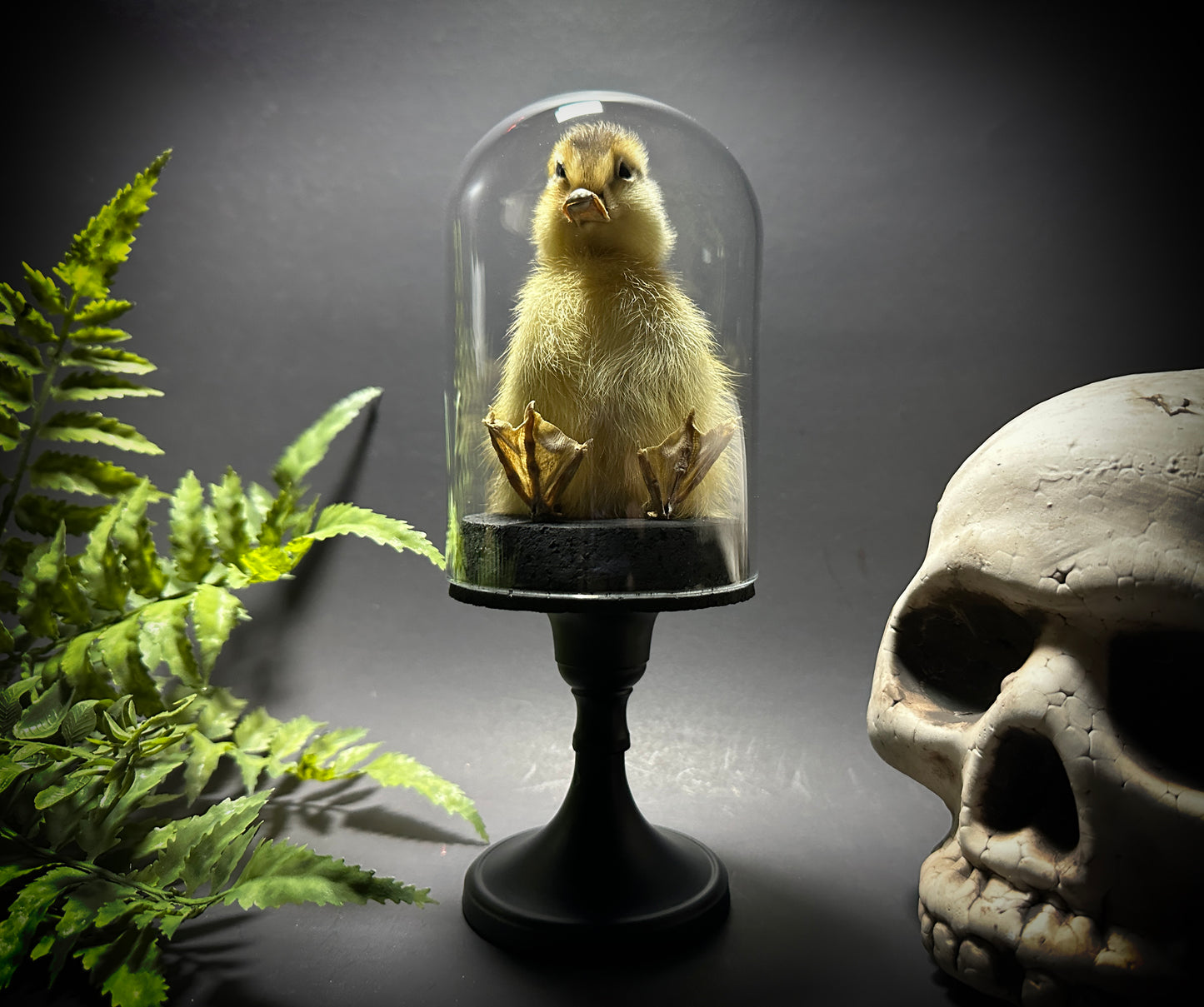 Taxidermy Baby Duckling Pedestal Dome Display