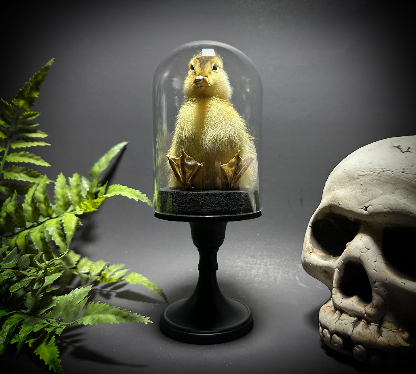 Taxidermy Baby Duckling Pedestal Dome Display