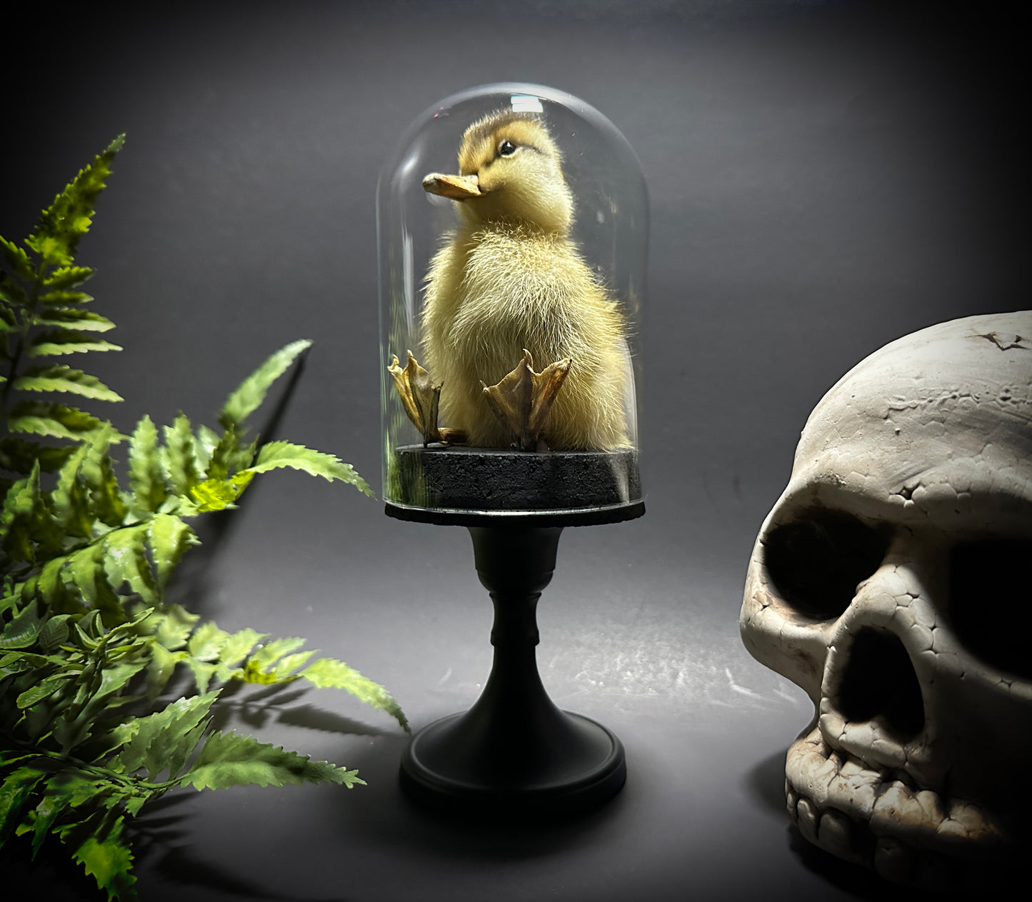 Taxidermy Baby Duckling Pedestal Dome Display