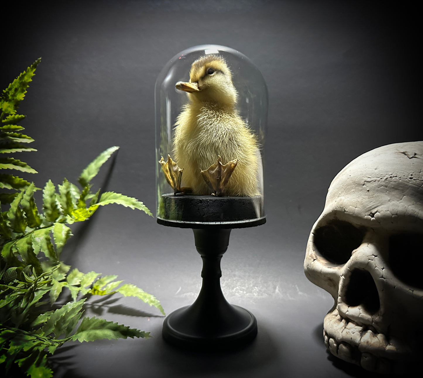 Taxidermy Baby Duckling Pedestal Dome Display