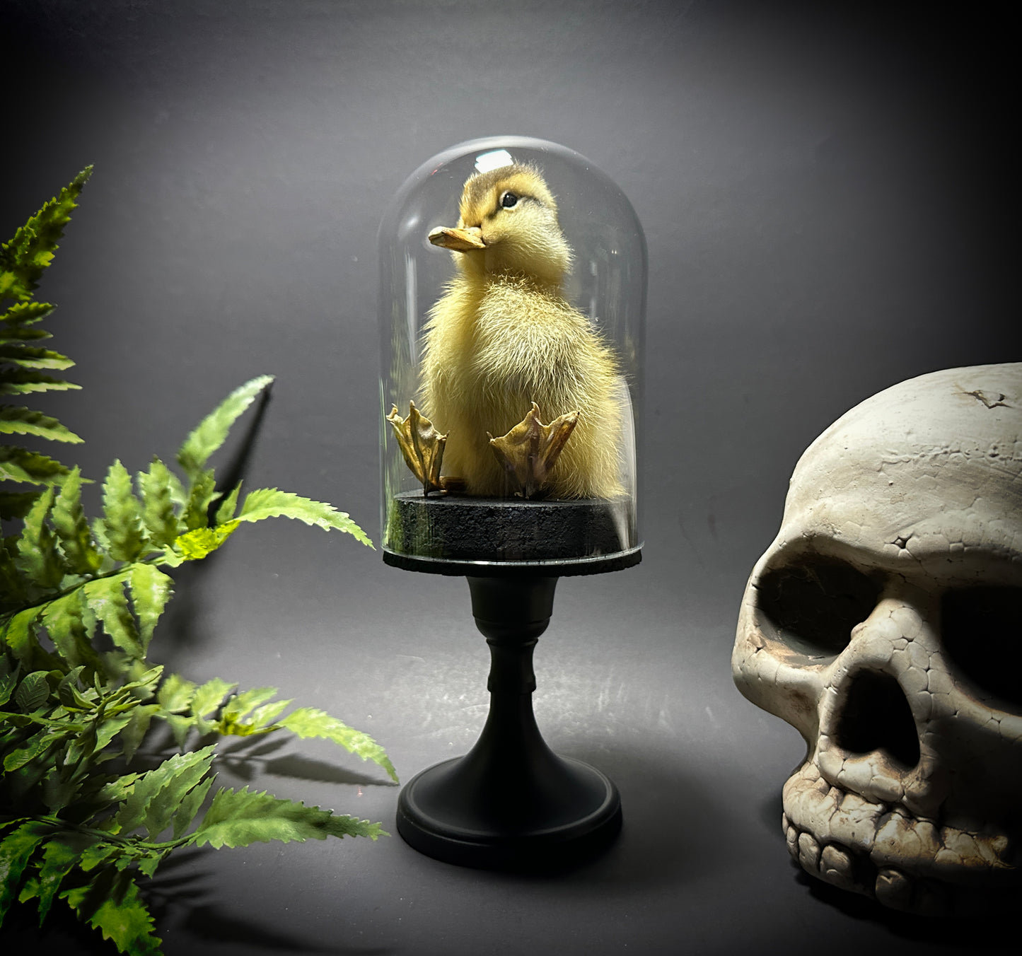 Taxidermy Baby Duckling Pedestal Dome Display