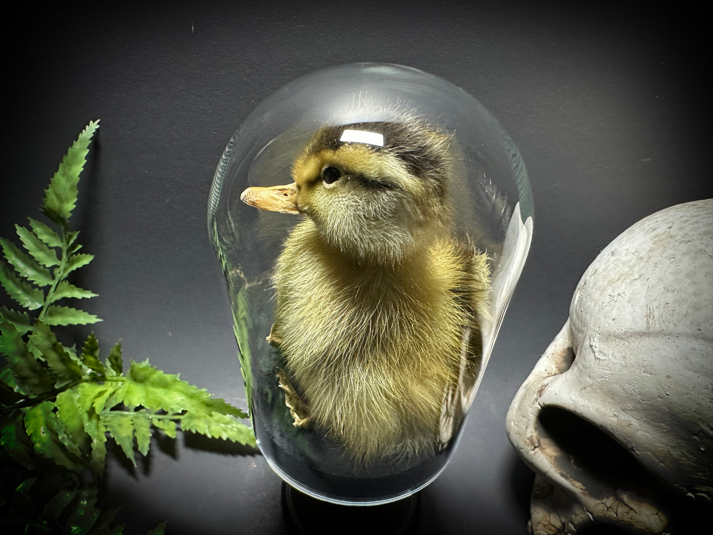 Taxidermy Baby Duckling Pedestal Dome Display