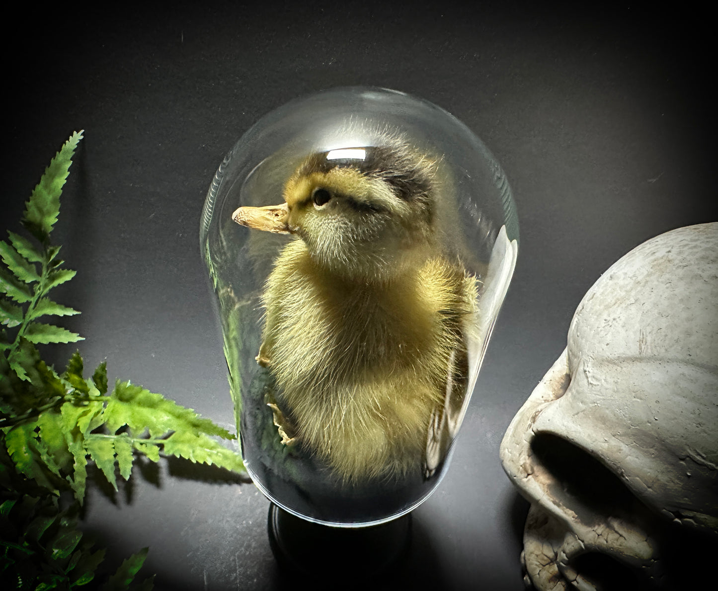 Taxidermy Baby Duckling Pedestal Dome Display