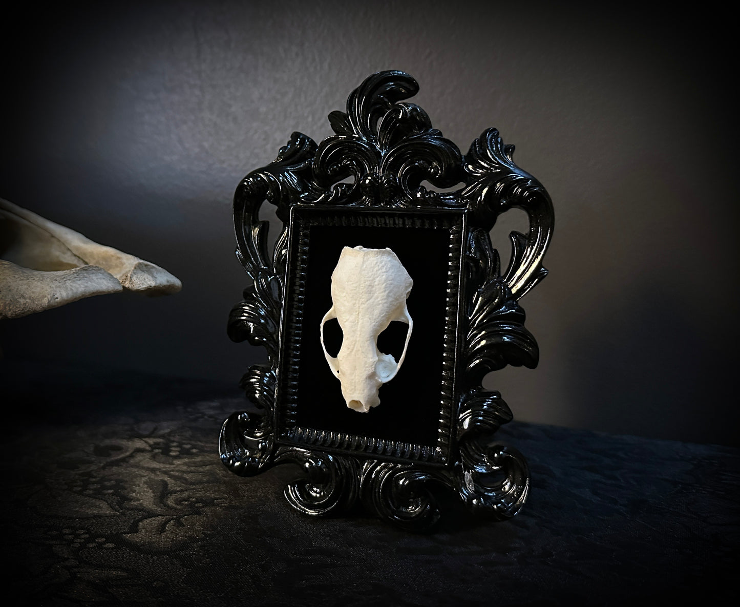 Taxidermy Mink Skull in Small Black Gothic Frame