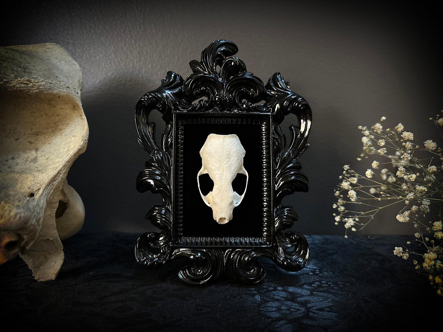 Taxidermy Mink Skull in Small Black Gothic Frame