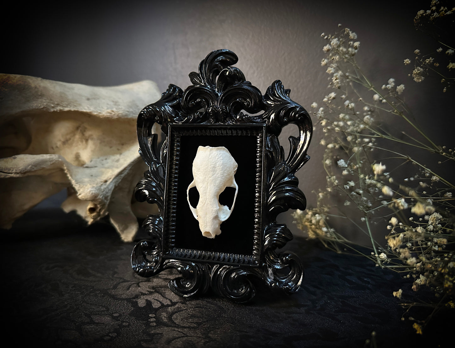 Taxidermy Mink Skull in Small Black Gothic Frame