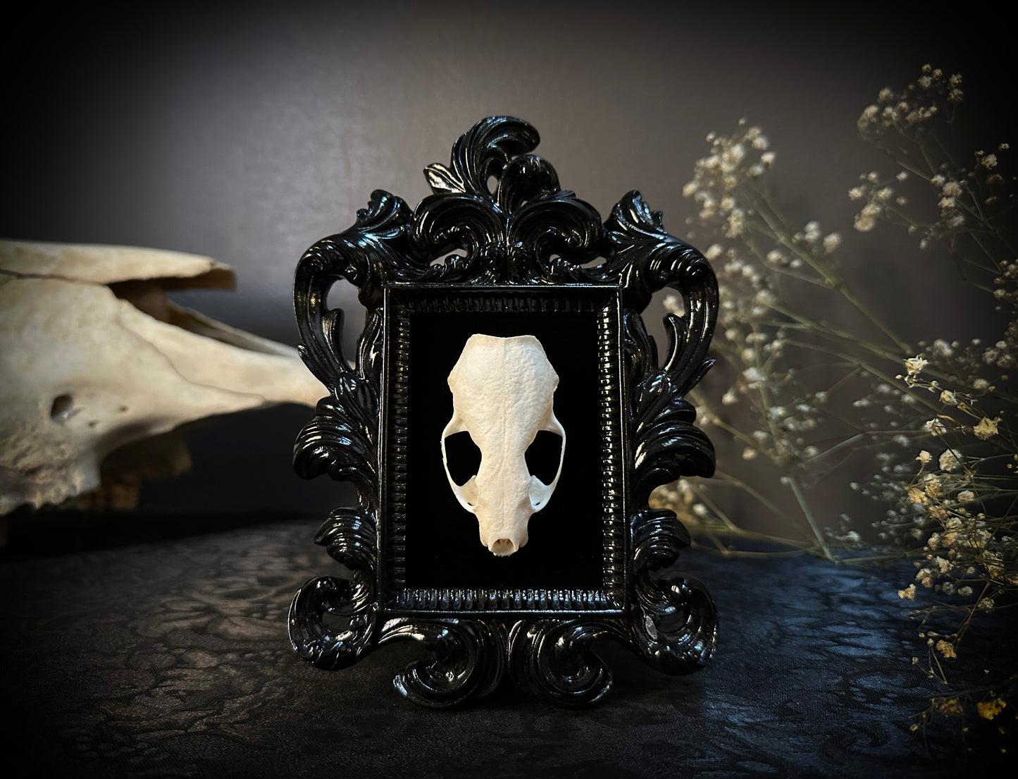 Taxidermy Mink Skull in Small Black Gothic Frame