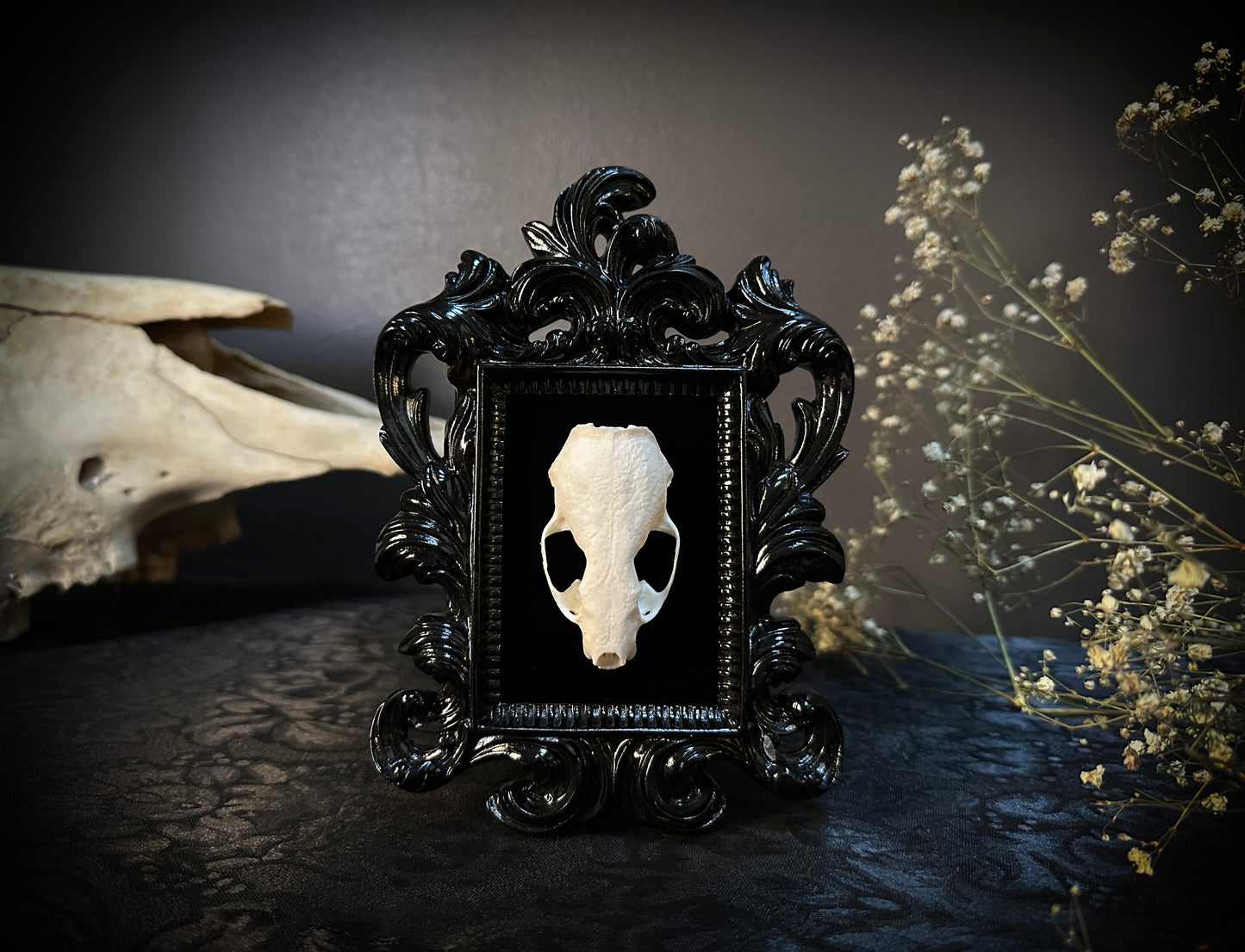 Taxidermy Mink Skull in Small Black Gothic Frame