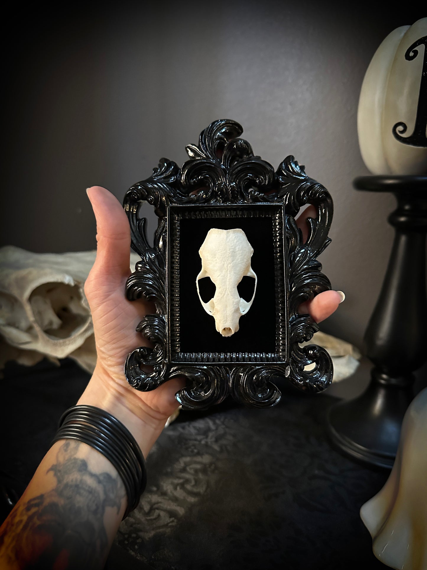 Taxidermy Mink Skull in Small Black Gothic Frame