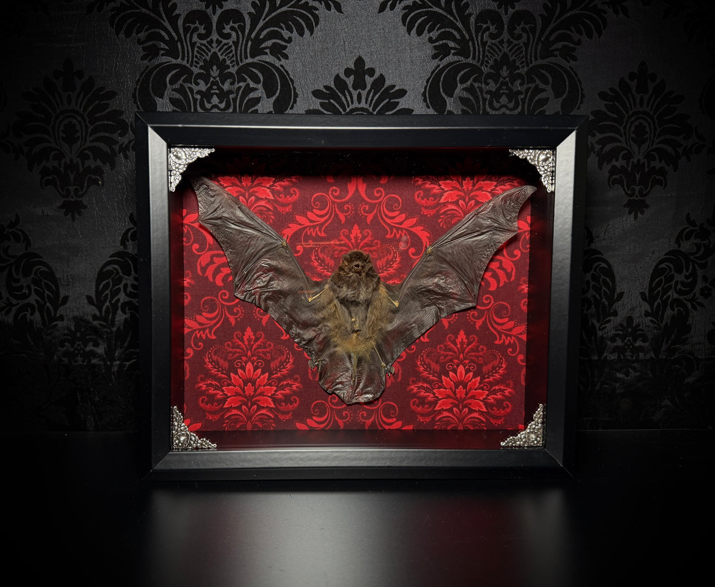 11x9 Taxidermy Bat Shadowbox in Red Damask - READY TO SHIP