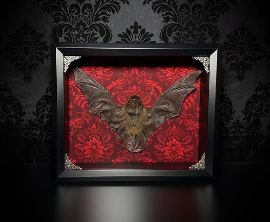 11x9 Taxidermy Bat Shadowbox in Red Damask - READY TO SHIP