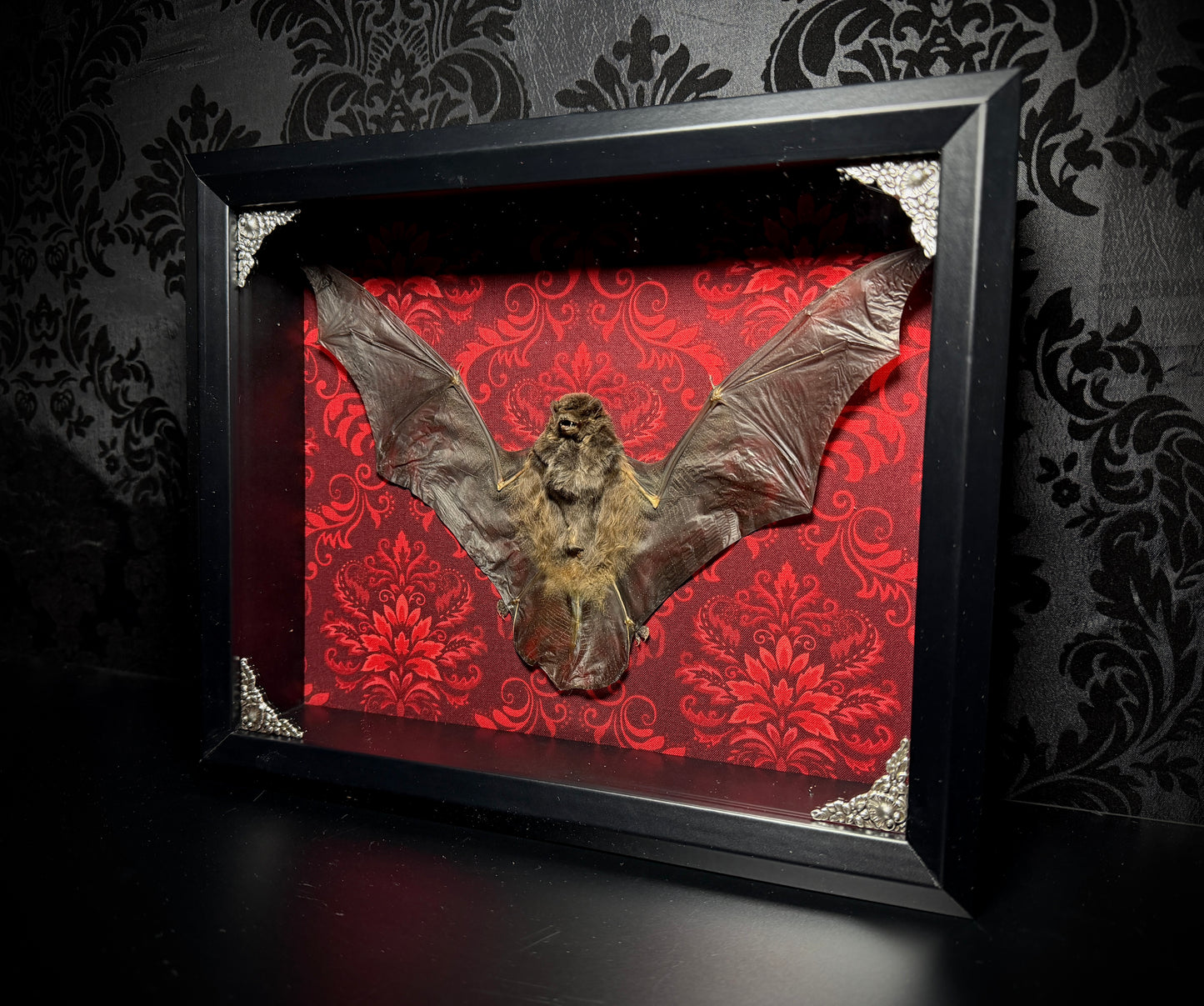11x9 Taxidermy Bat Shadowbox in Red Damask - READY TO SHIP