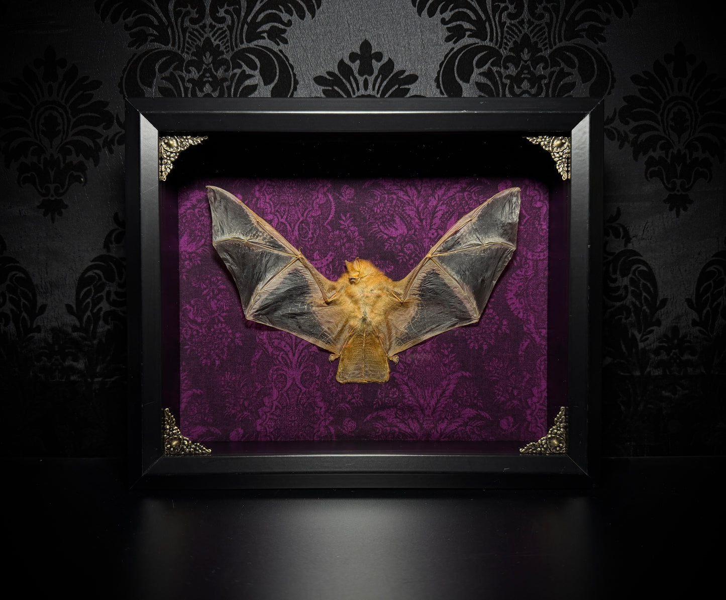 11x9 Taxidermy Bat Shadowbox in Purple with Painted Bat - READY TO SHIP