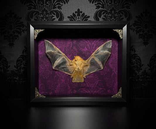 11x9 Taxidermy Bat Shadowbox in Purple with Painted Bat - READY TO SHIP