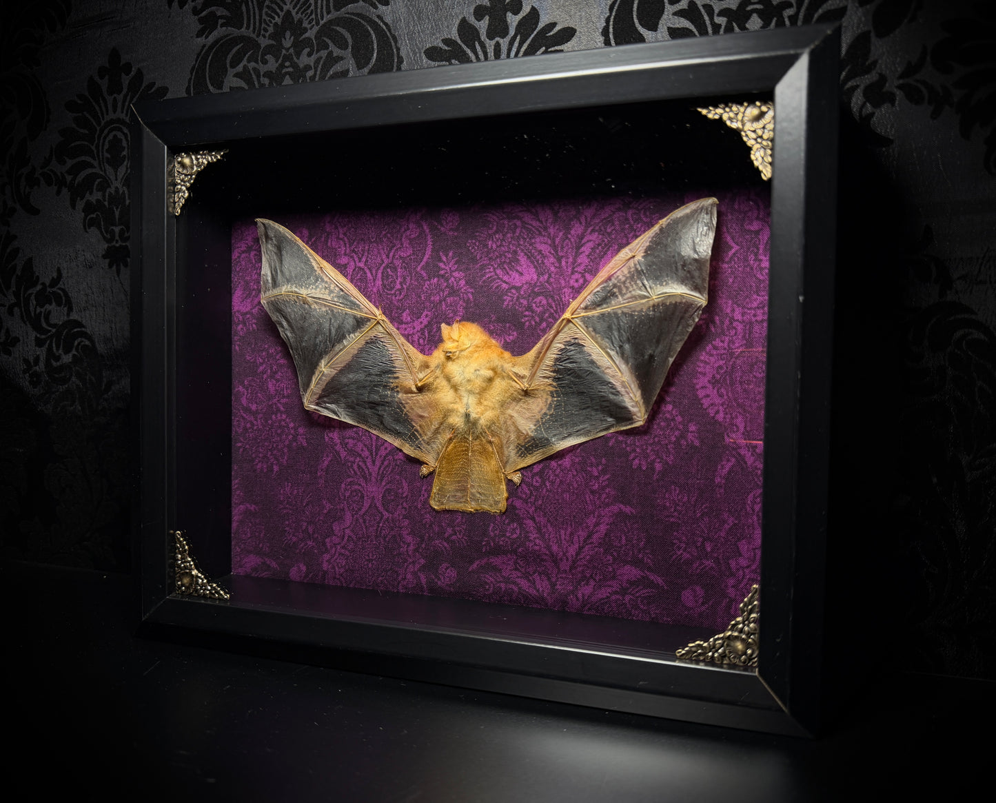 11x9 Taxidermy Bat Shadowbox in Purple with Painted Bat - READY TO SHIP