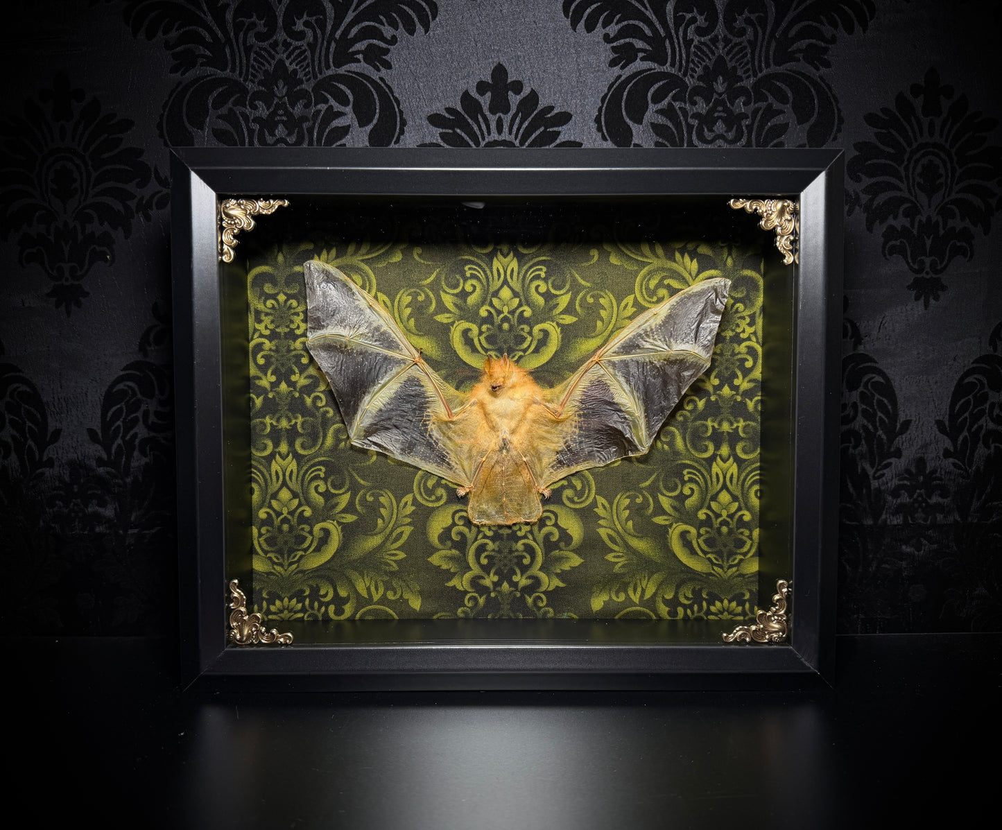 11x9 Taxidermy Bat Shadowbox in Green Damask with Painted Bat - READY TO SHIP