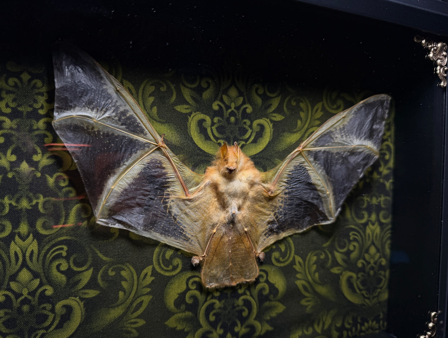 11x9 Taxidermy Bat Shadowbox in Green Damask with Painted Bat - READY TO SHIP