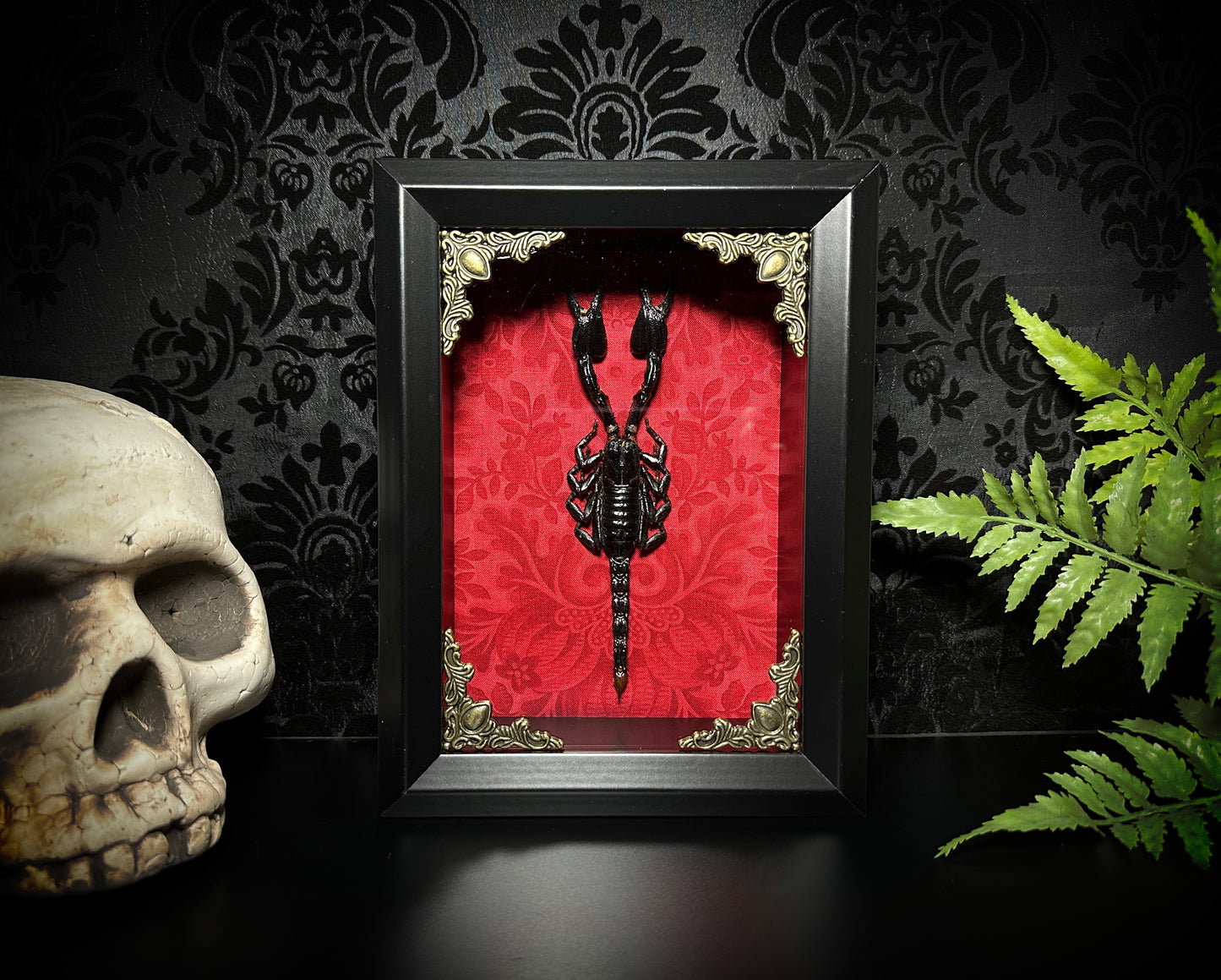 Taxidermy Scorpion Shadowbox with Bright Red Damask Backing