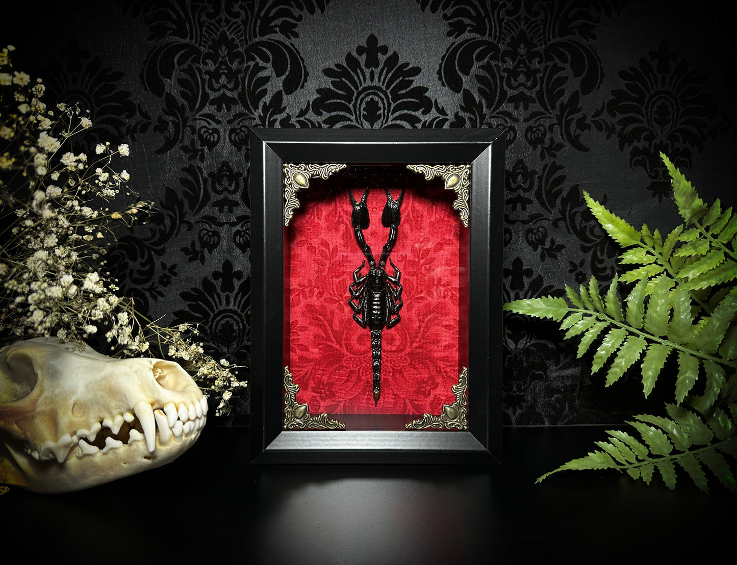 Taxidermy Scorpion Shadowbox with Bright Red Damask Backing