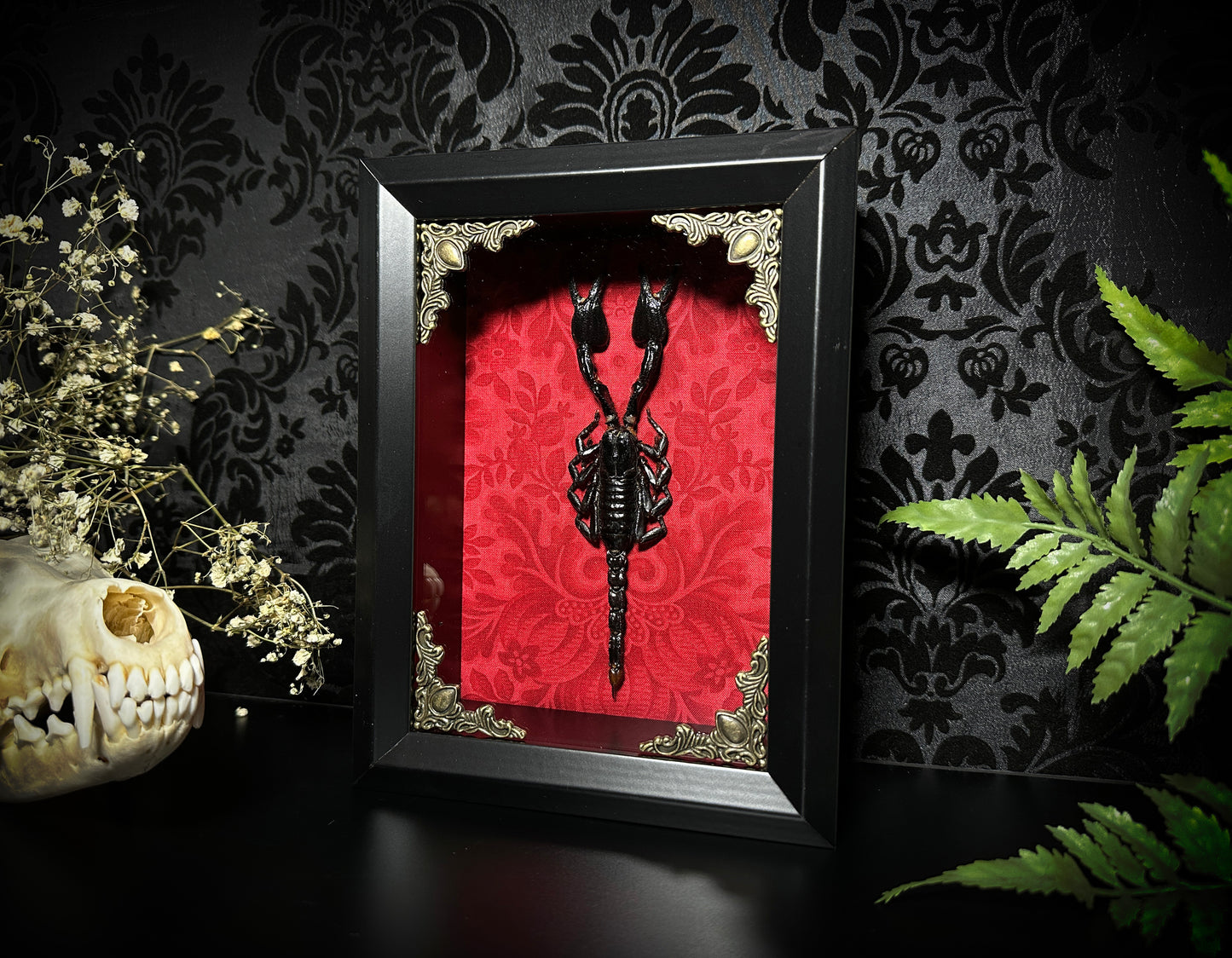 Taxidermy Scorpion Shadowbox with Bright Red Damask Backing