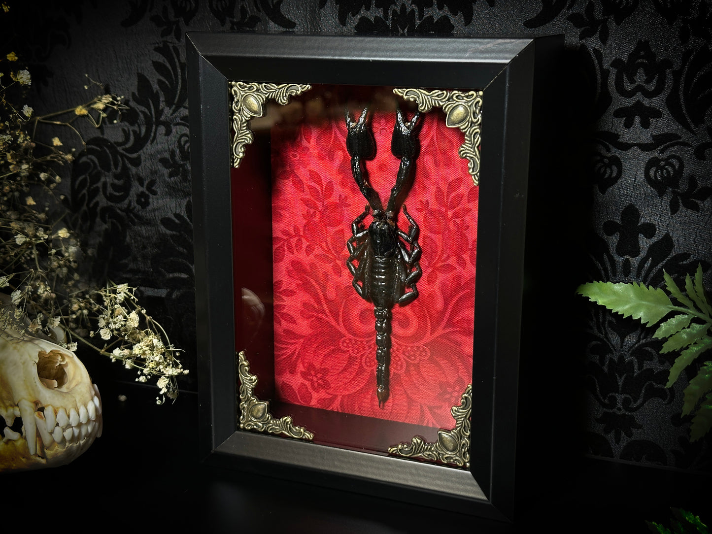 Taxidermy Scorpion Shadowbox with Bright Red Damask Backing