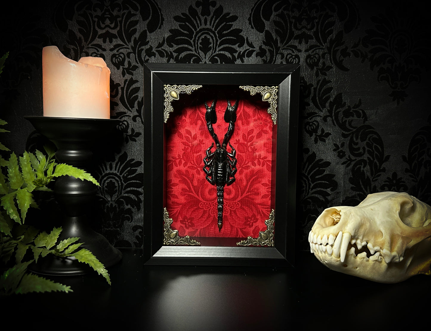 Taxidermy Scorpion Shadowbox with Bright Red Damask Backing