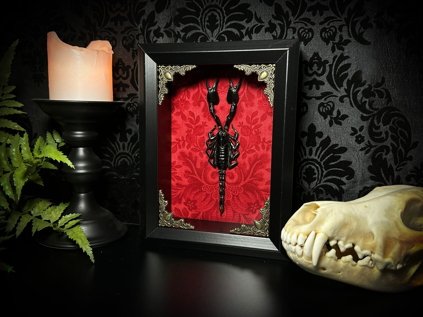 Taxidermy Scorpion Shadowbox with Bright Red Damask Backing