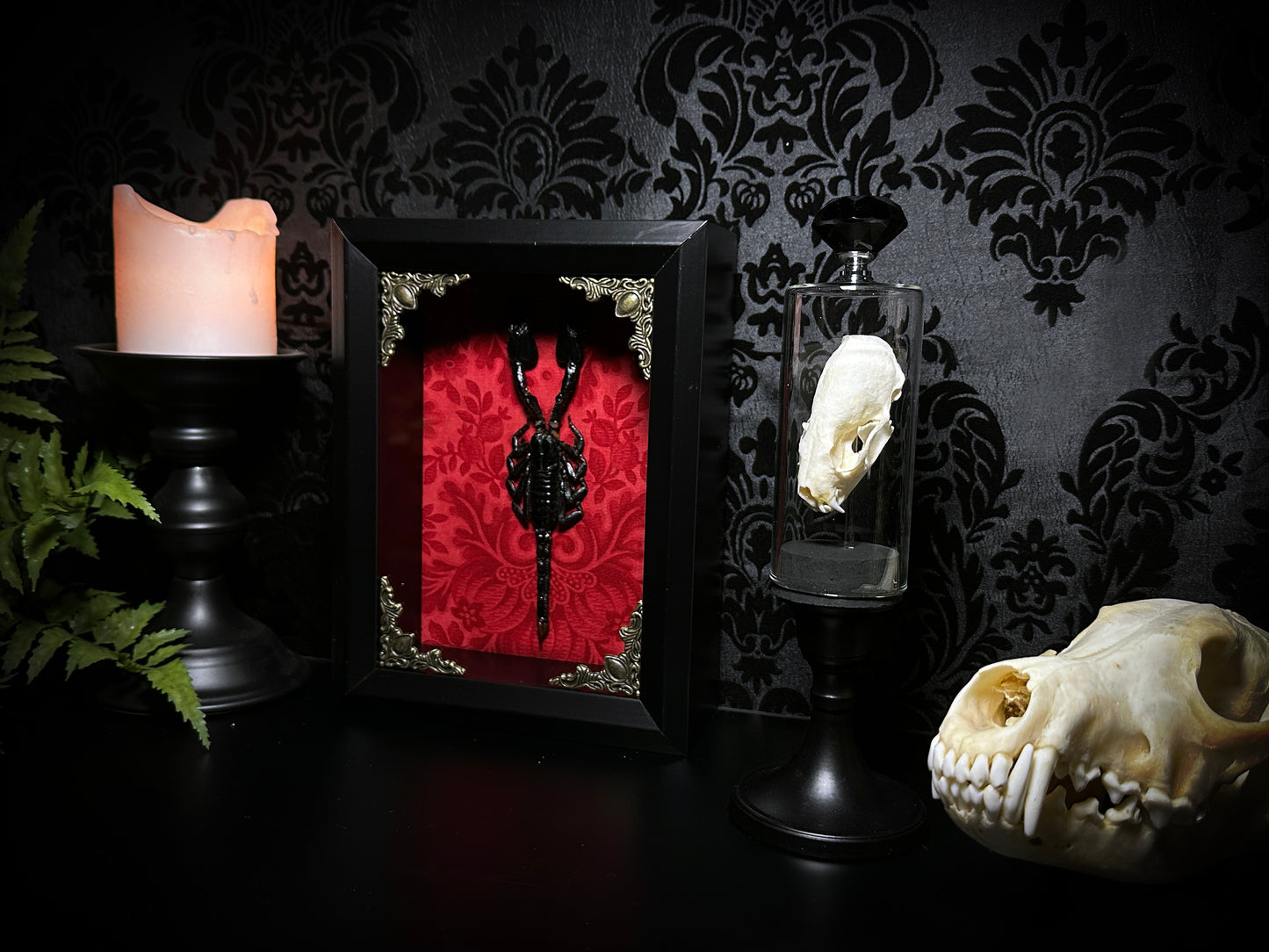 Taxidermy Mink Skull in Pedestal Display