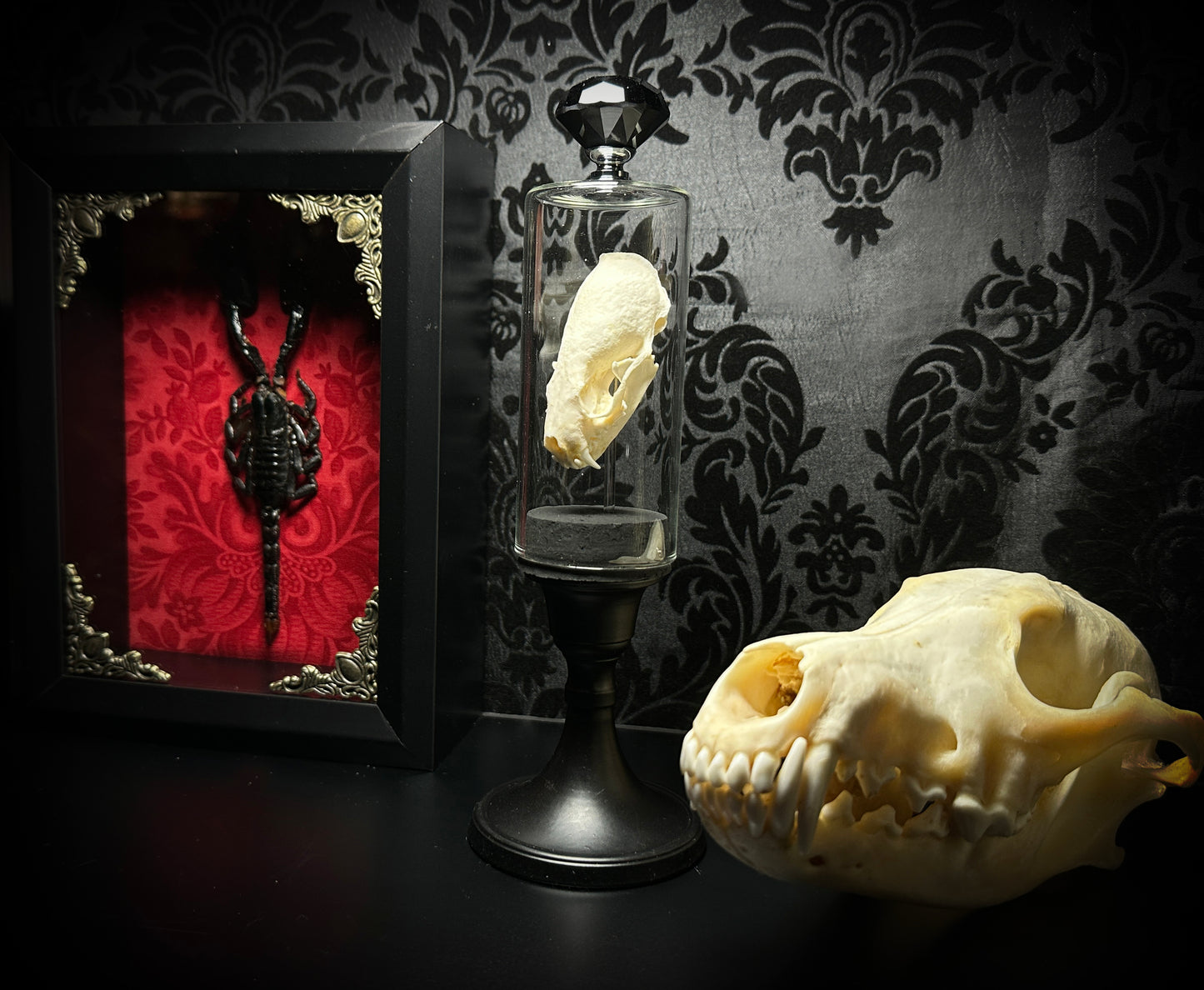 Taxidermy Mink Skull in Pedestal Display