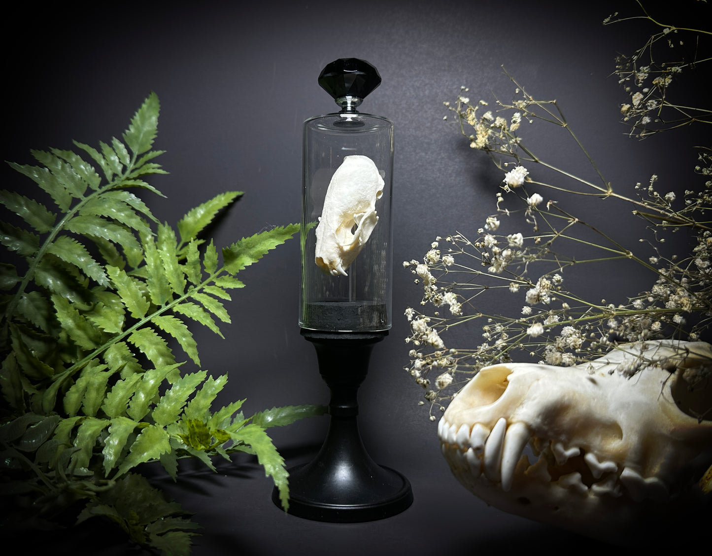 Taxidermy Mink Skull in Pedestal Display